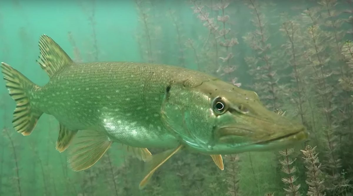 Нижегородские блогеры показали, что скрывается на дне озера Тосканка