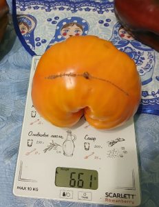 Владимир Махлонов