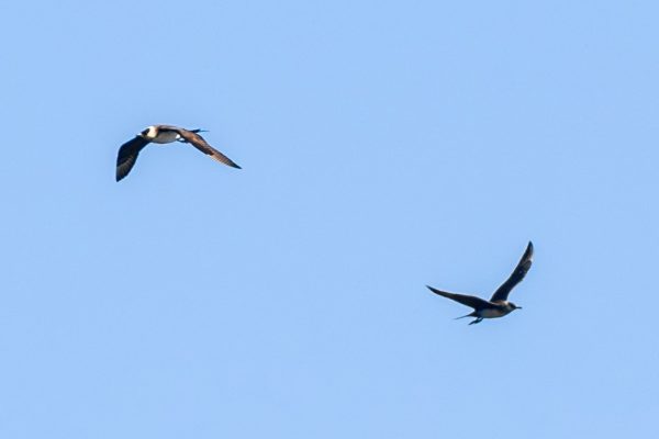 Короткохвостого поморника обнаружили в Нижегородской области