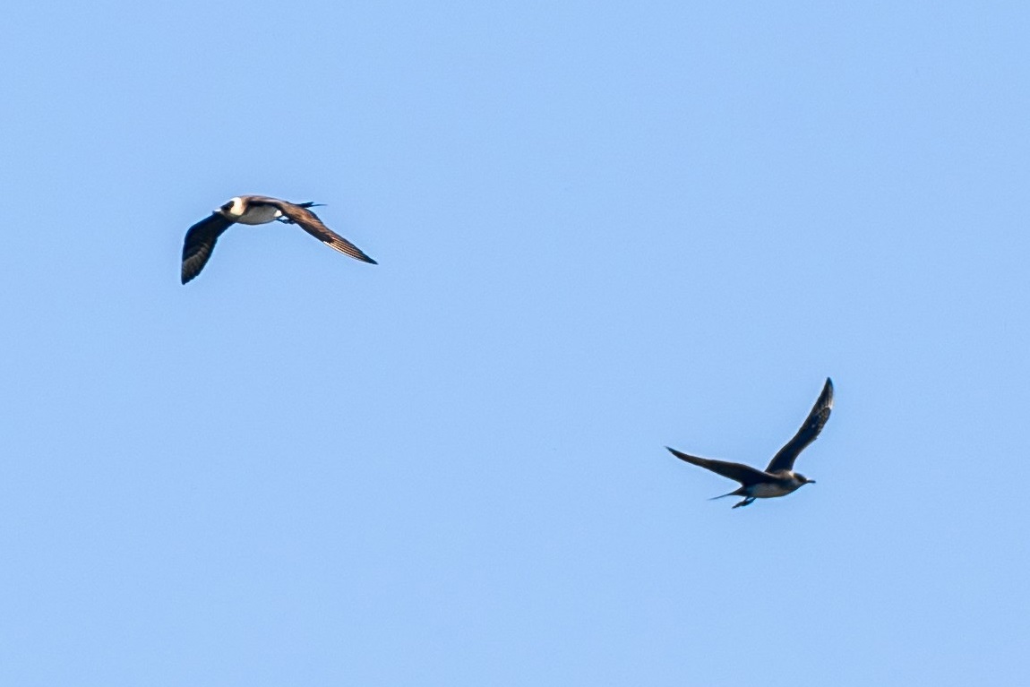 Короткохвостого поморника обнаружили в Нижегородской области