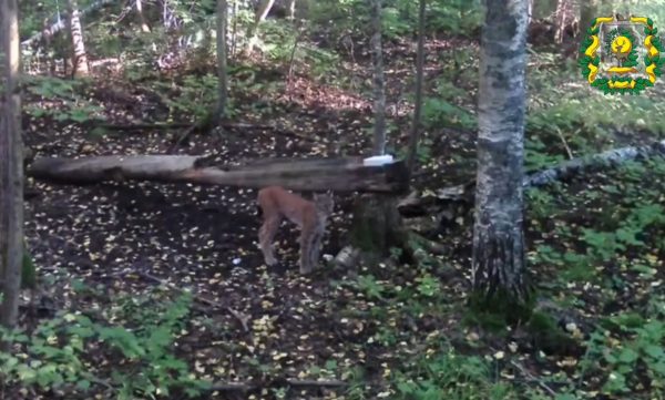 Фотоловушка засняла сразу несколько лесных обитателей в Краснобаковском округе