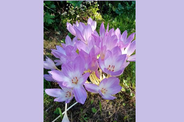 Нижегородские садоводы делятся фотографиями цветущего безвременника