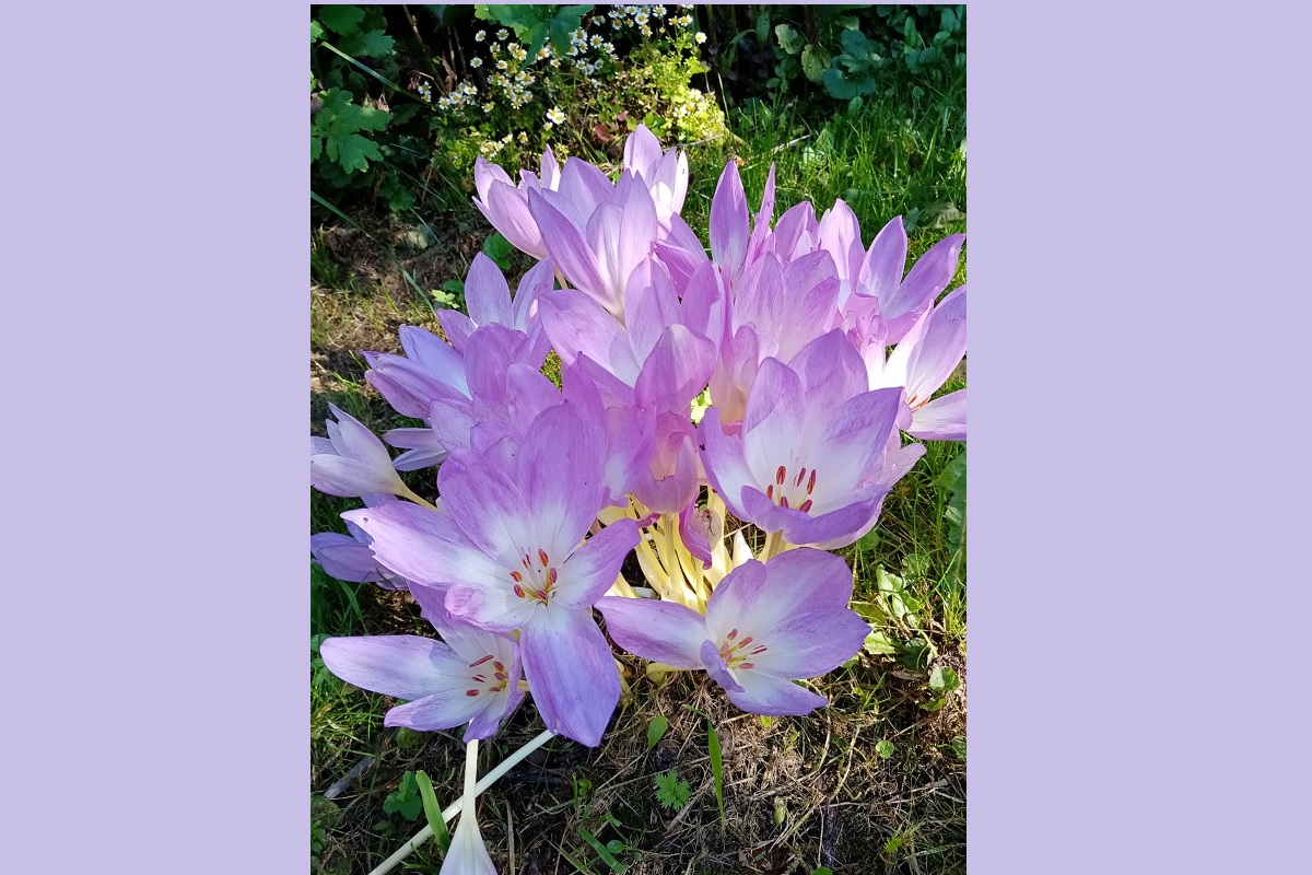 Нижегородские садоводы делятся фотографиями цветущего безвременника