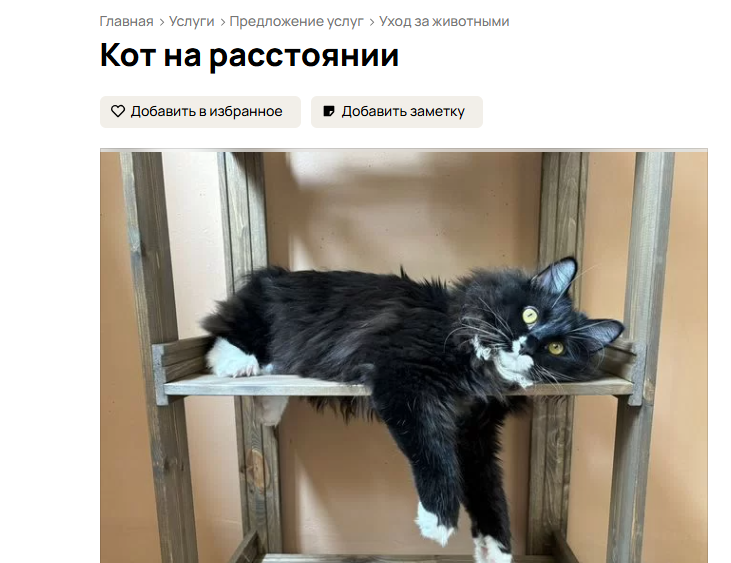 Нижегородцам предложили завести «кота на расстоянии»