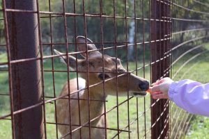 Пресс-служба РИК НРО «Единая Россия»