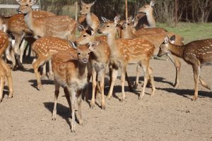 Пресс-служба РИК НРО «Единая Россия»