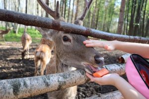 Пресс-служба РИК НРО «Единая Россия»