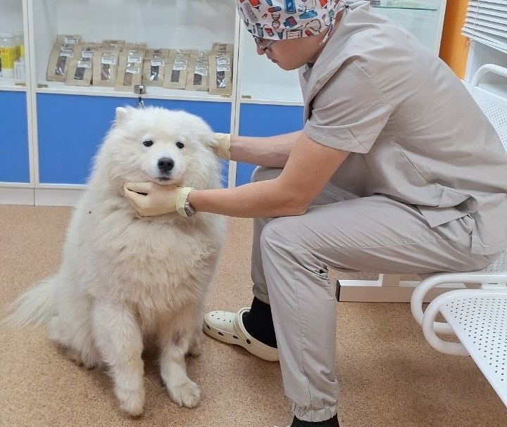 Нижегородские ветеринары спасли собаку после падения в коллектор