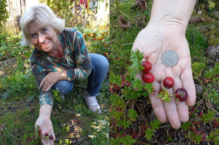 Нижегородка вырастила в саду редкий сорт клюквы