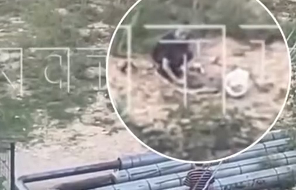 В Нижнем Новгороде школьник пытался сжечь кота в пакете