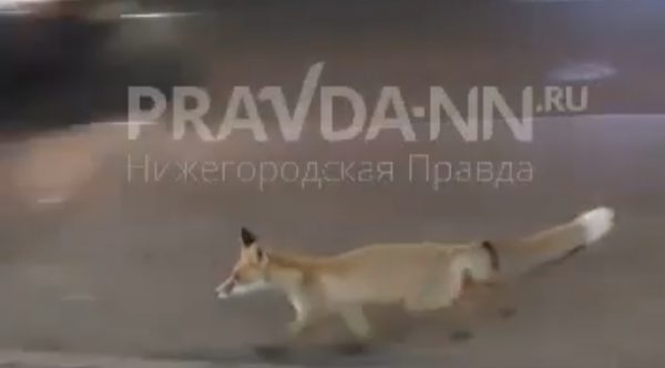 В центре Нижнего Новгорода заметили бегающую лису