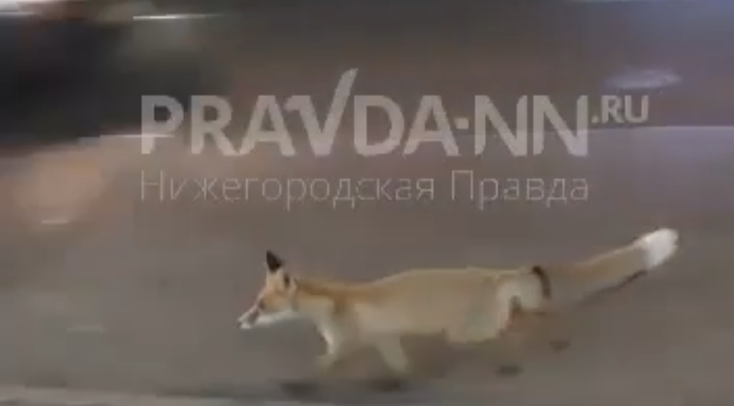 В центре Нижнего Новгорода заметили бегающую лису