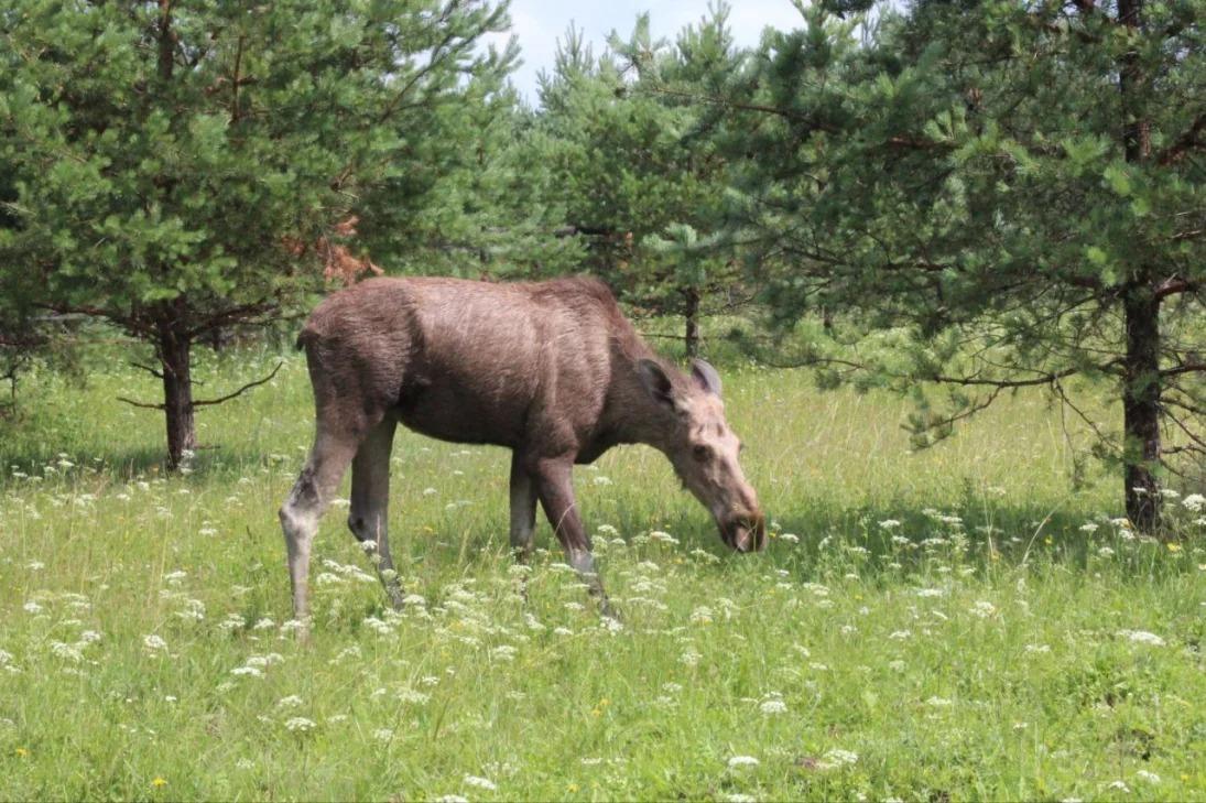 С 15 сентября в Нижегородской области открывается сезон охоты на лосей