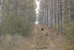 Жених не к часу: что такое "ложный ток" у глухарей