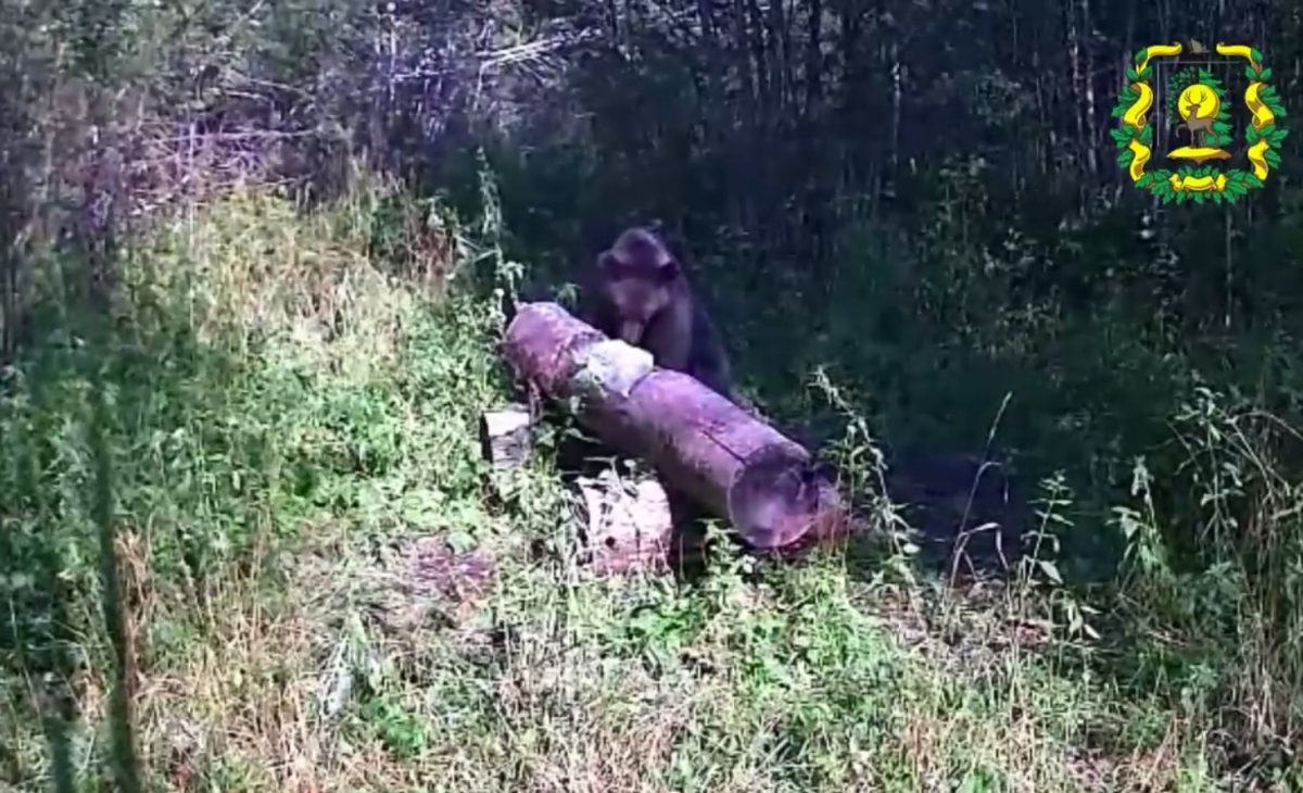 Медведя на солонце поймала фотоловушка в Тоншаевском районе