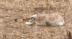 Сезон охоты на пушных животных в Нижегородской области откроется с 15 сентября