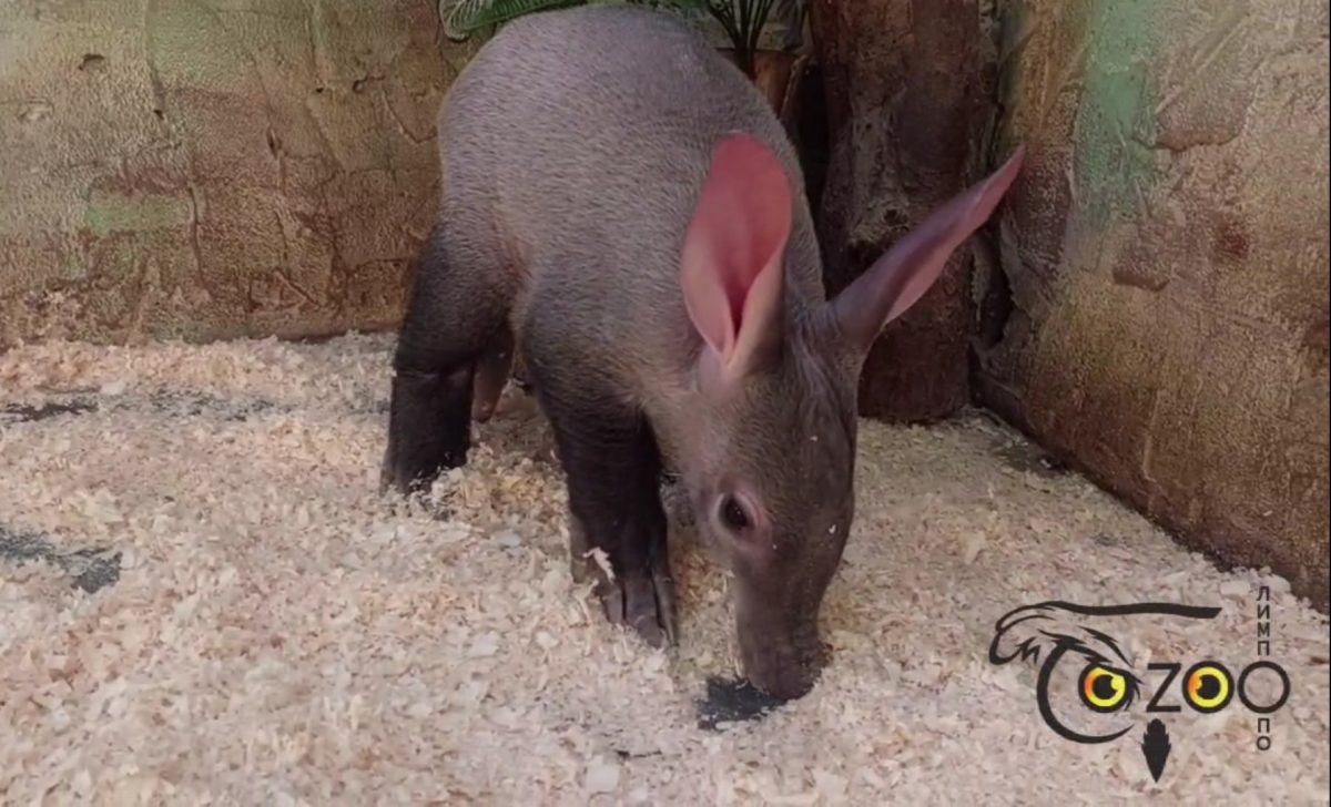 Крошку-трубкозуба поселили в открытую экспозицию зоопарка «Лимпопо»