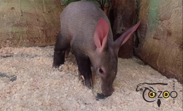 Крошку-трубкозуба поселили в открытую экспозицию зоопарка «Лимпопо»