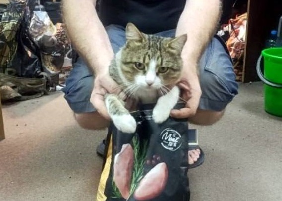 Нижегородцы направили гуманитарный груз для кота Мавика на СВО