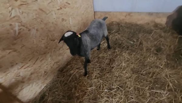 Породистый баран сбежал с фермы канадской семьи в Нижегородской области