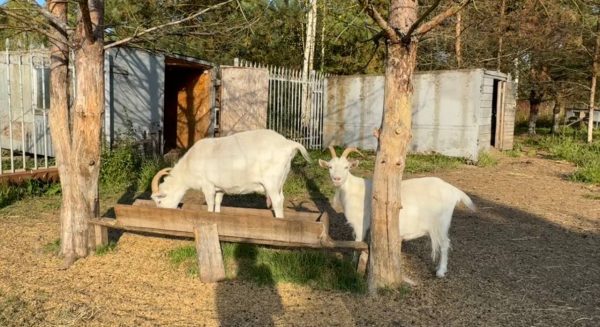 Нижегородцы пожаловались на плохое состояние животных на экотропе «Копорье»