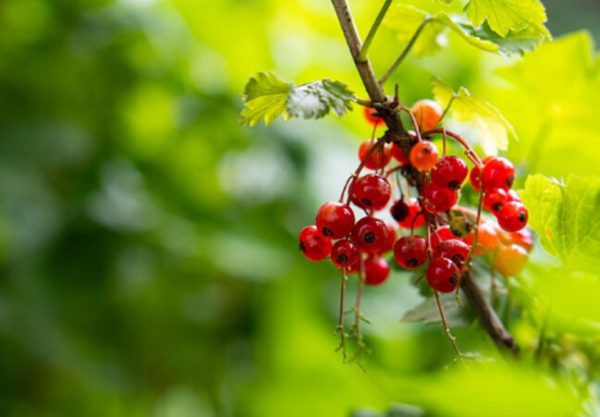 В зиму — со свежими силами: как помочь ягодным кустарникам восстановиться