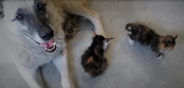 Собака Ёжка из нижегородского приюта стала мамой котят