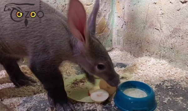 В нижегородском «Лимпопо» показали, как кушает крошка-трубкозуб Хиба