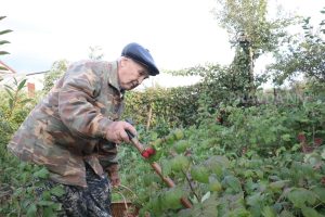 Нижегородским садоводам рассказали, как подготовить ягодные кустарники к зимовке