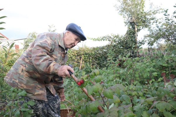 Нижегородским садоводам рассказали, как подготовить ягодные кустарники к зимовке