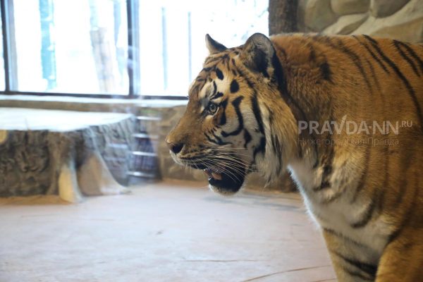 Адвокат Воробьева назвала животных, которых нельзя заводить дома