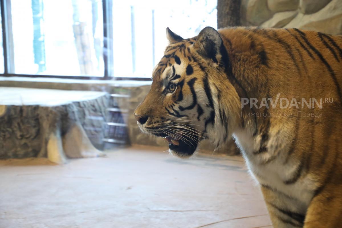 Адвокат Воробьева назвала животных, которых нельзя заводить дома