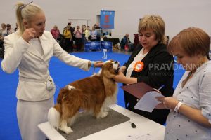Выставка домашних животных пройдет на Нижегородской ярмарке
