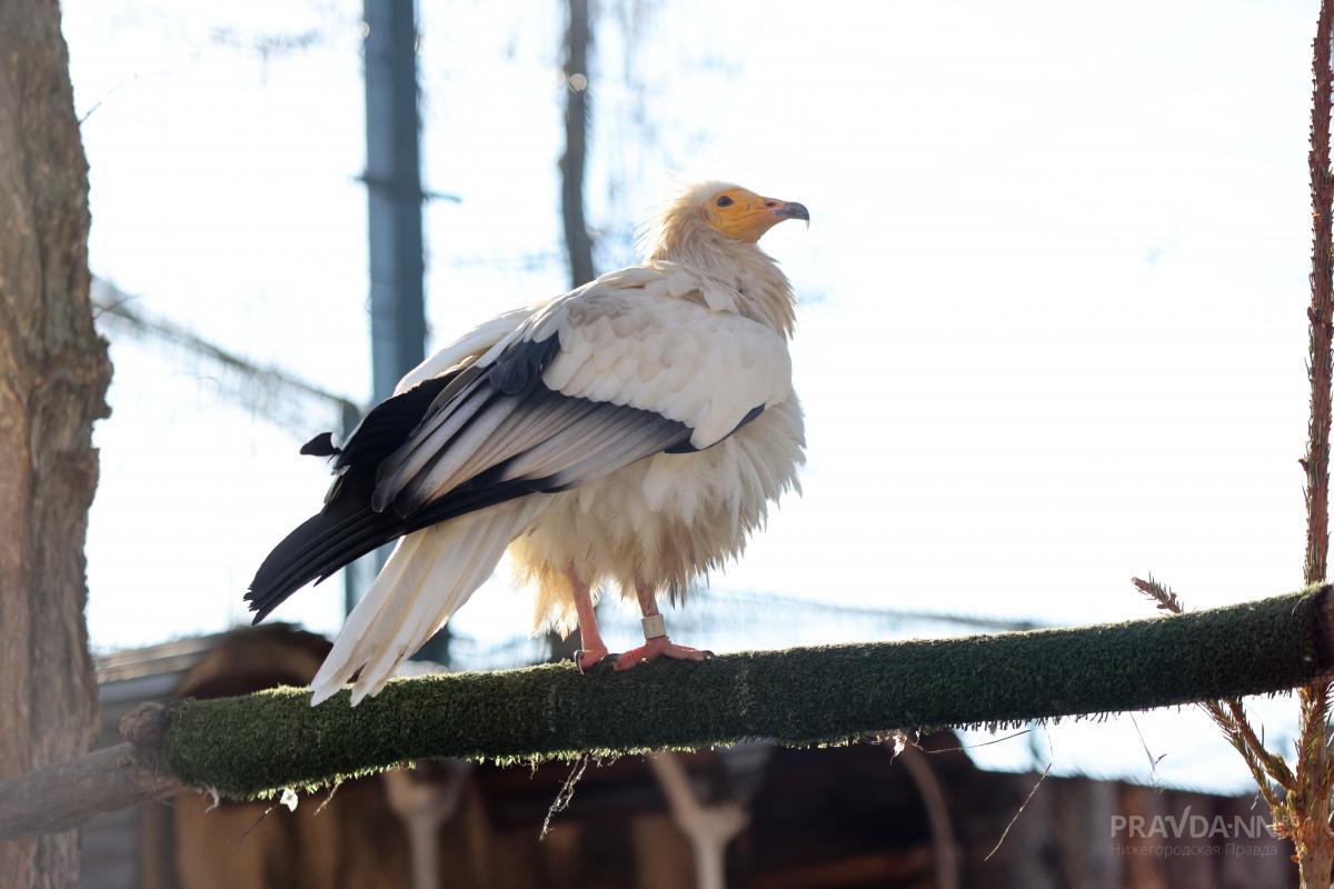Многие птицы научились приспосабливаться к человеческой среде