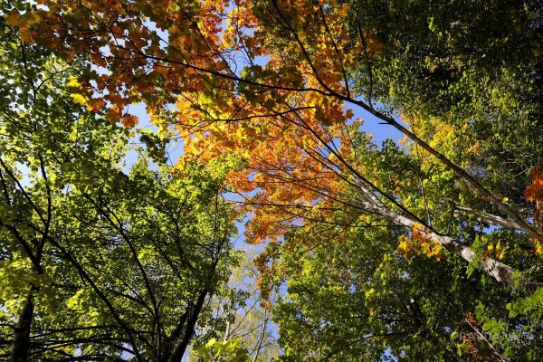 Синоптики рассказали, какой будет погода в Нижегородской области в октябре