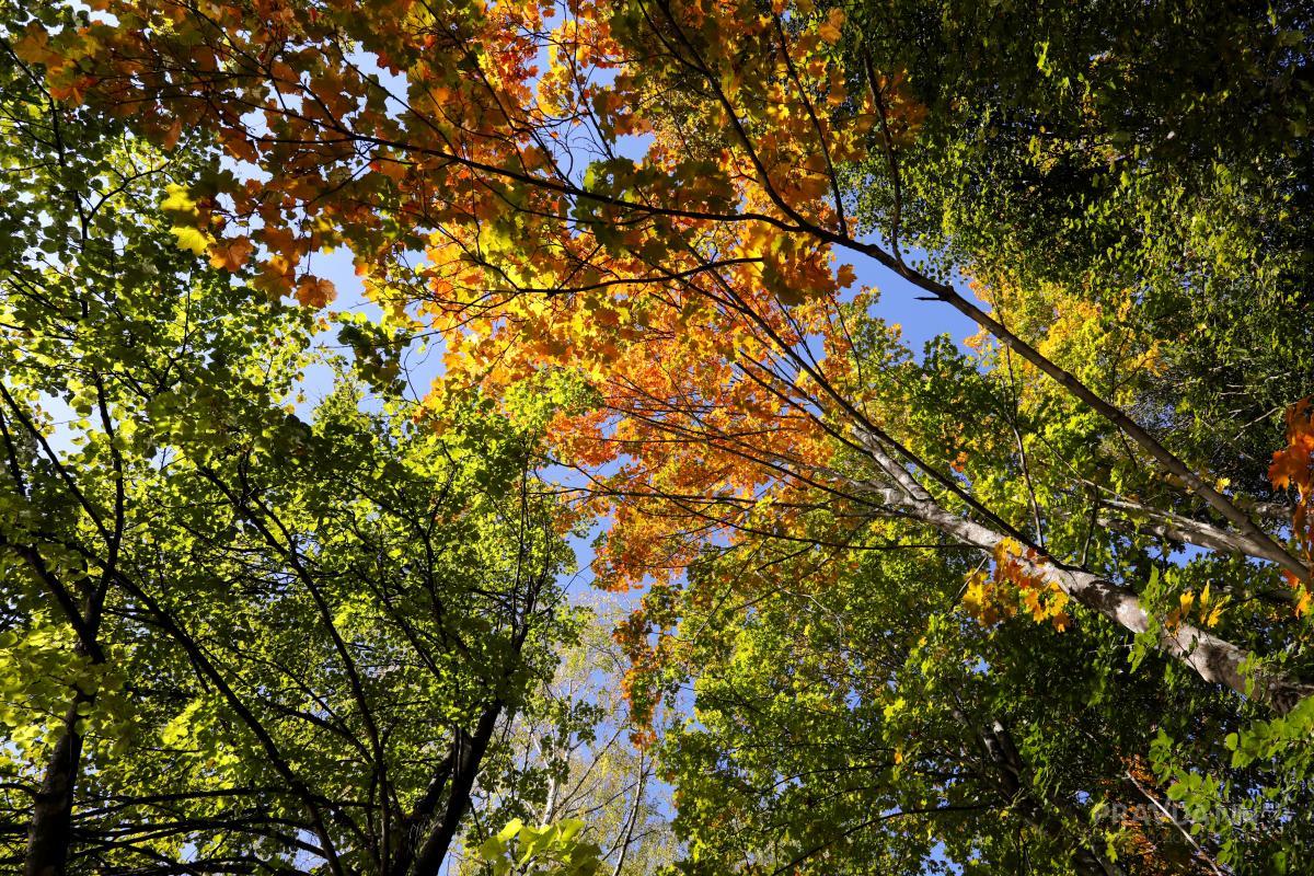 650 га леса восстановят для других регионов в Нижегородской области