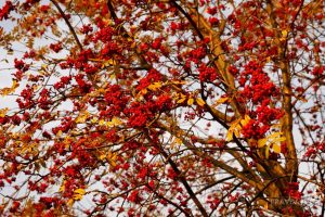 Приметы на 9 сентября: что можно и чего нельзя делать в этот&nbsp;день