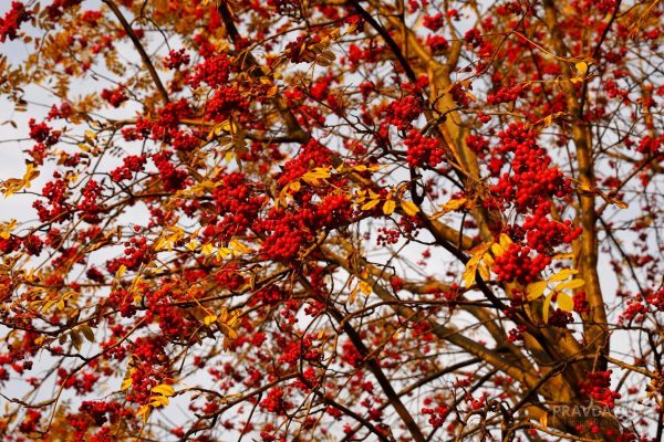 Приметы на 9 сентября: что можно и чего нельзя делать в этот день