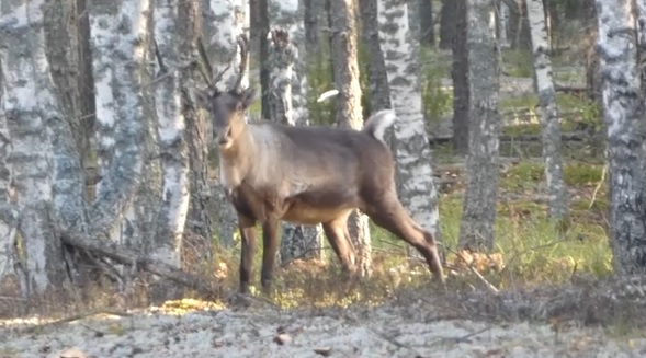 Прогулки северных оленей в лесу засняли в Керженском заповеднике