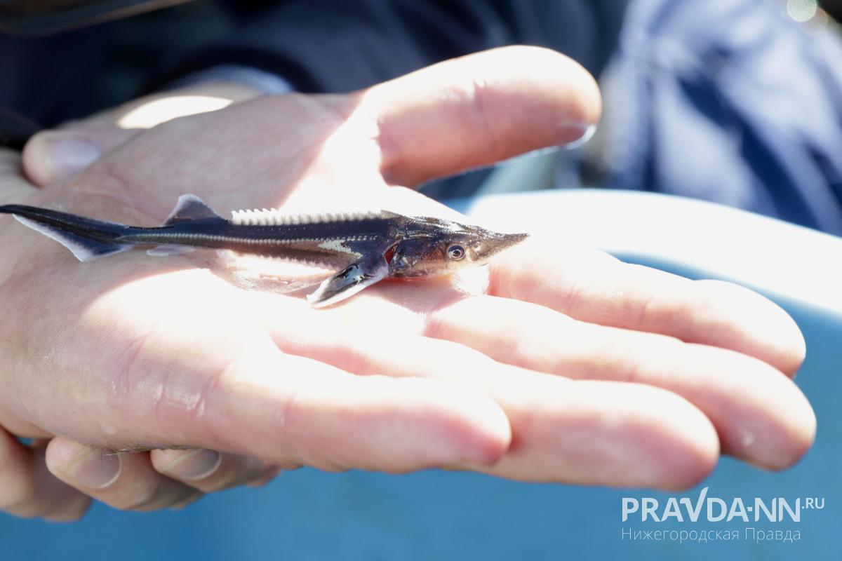 Опубликованы фотографии с экологической акции по выпуску стерляди в Волгу