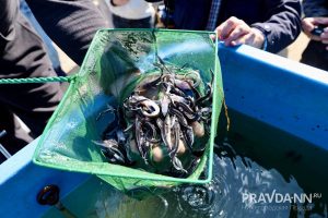 Максим Герасимов