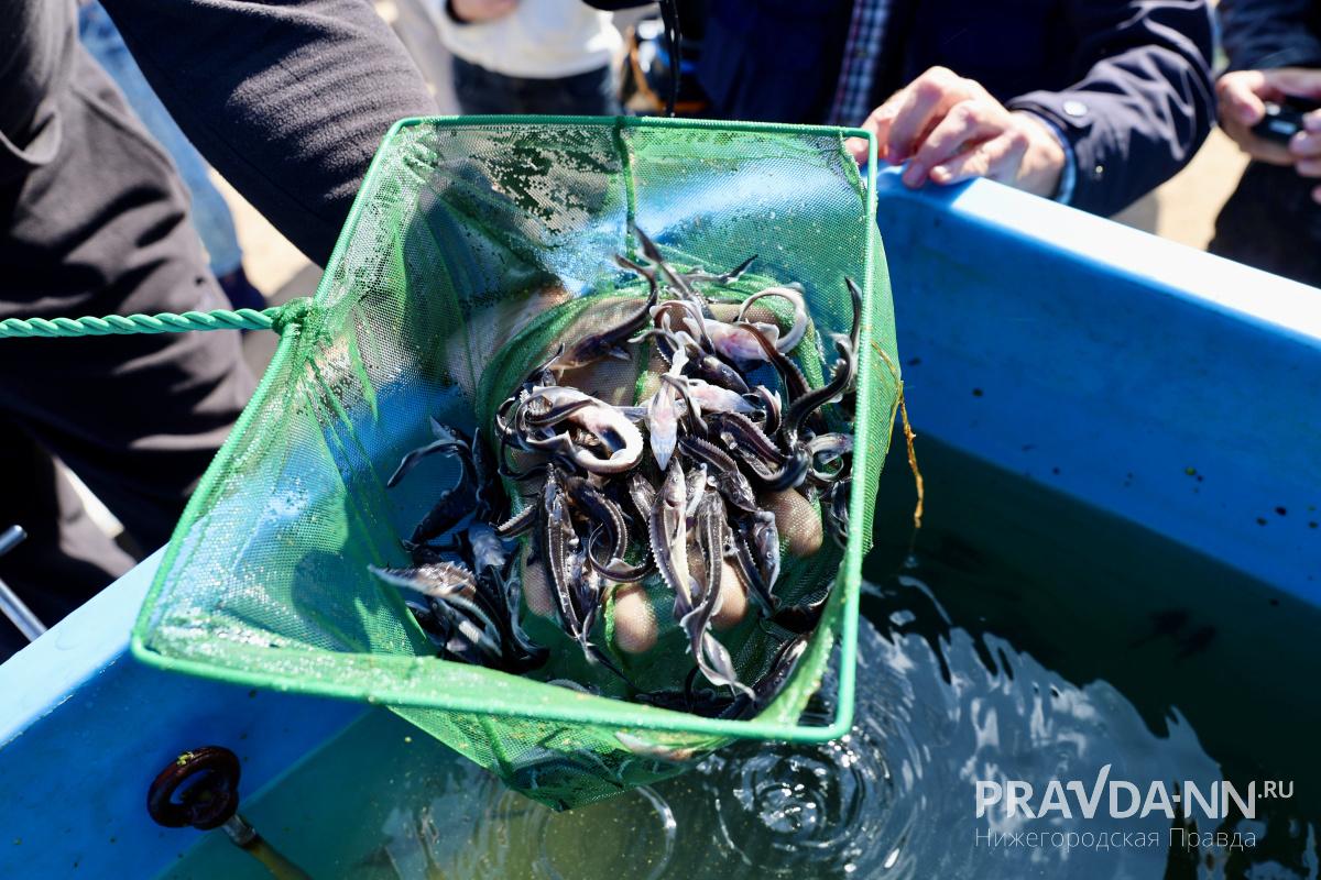 2500 мальков ценной краснокнижной стерляди выпустили в Волгу