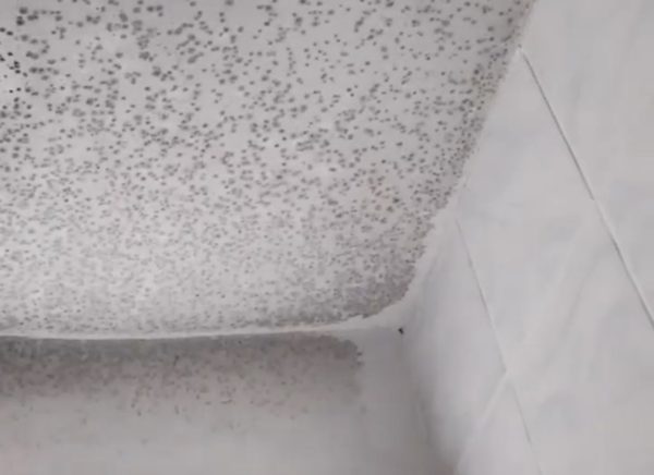 Екатерина Мизулина отреагировала на жалобы студентов НГАТУ о плесени в общежитии