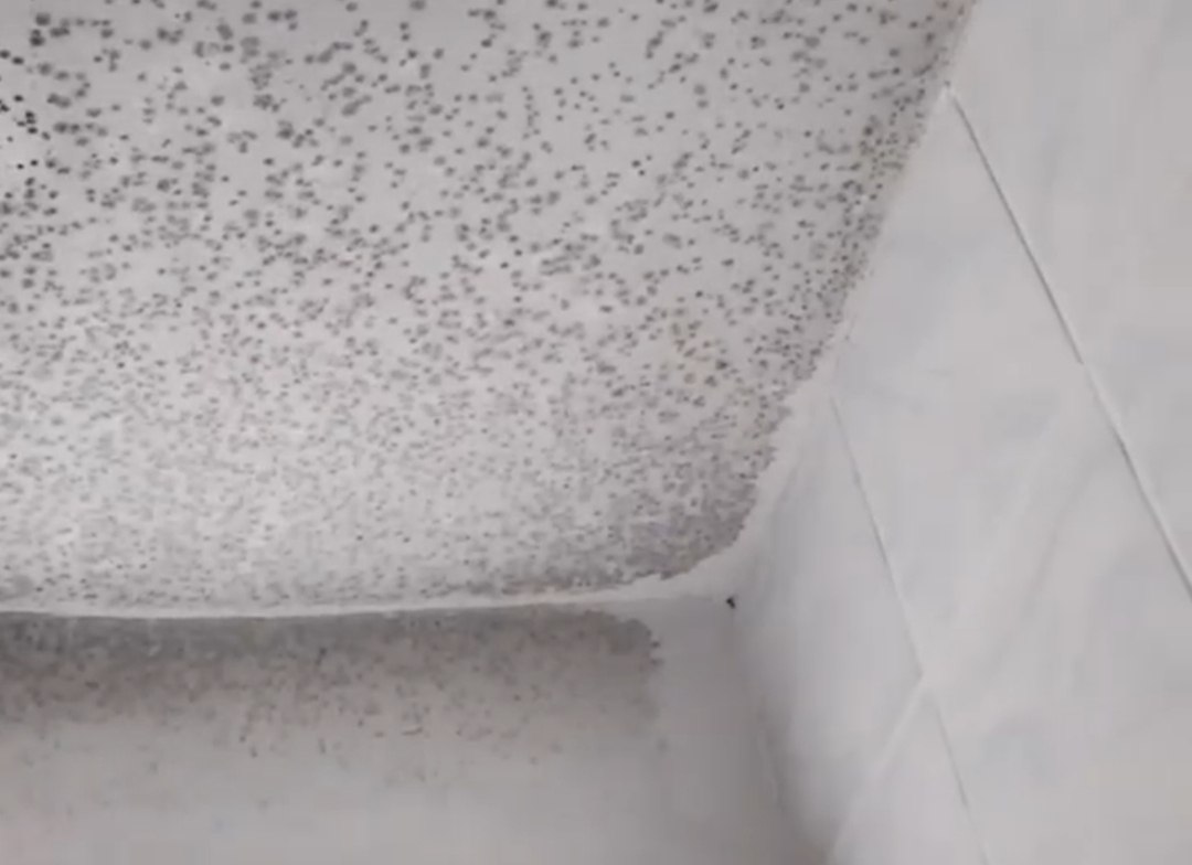 Екатерина Мизулина отреагировала на жалобы студентов НГАТУ о плесени в общежитии