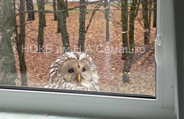 Совенок прилетел в больницу им. Семашко в Нижнем Новгороде