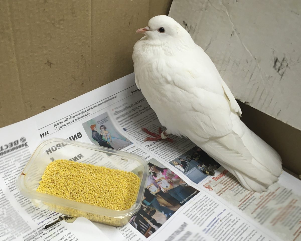 Необычного голубя с кольцом на лапке спасли на нижегородском заводе