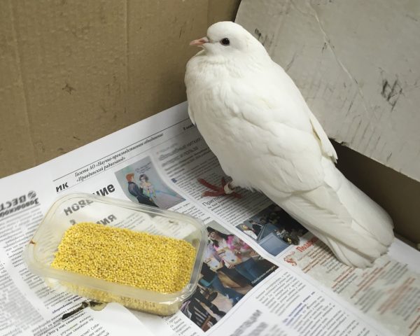 Необычного голубя с кольцом на лапке спасли на нижегородском заводе