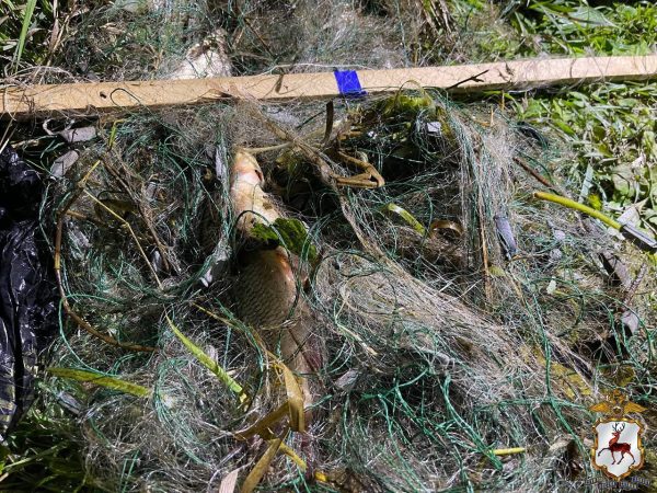 Жителя Заволжья задержали после незаконной рыбалки