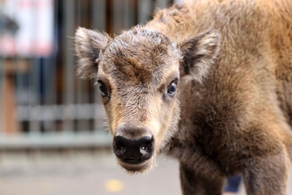 В зоопарке «Лимпопо» выбрали имя малыша-зубрёнка