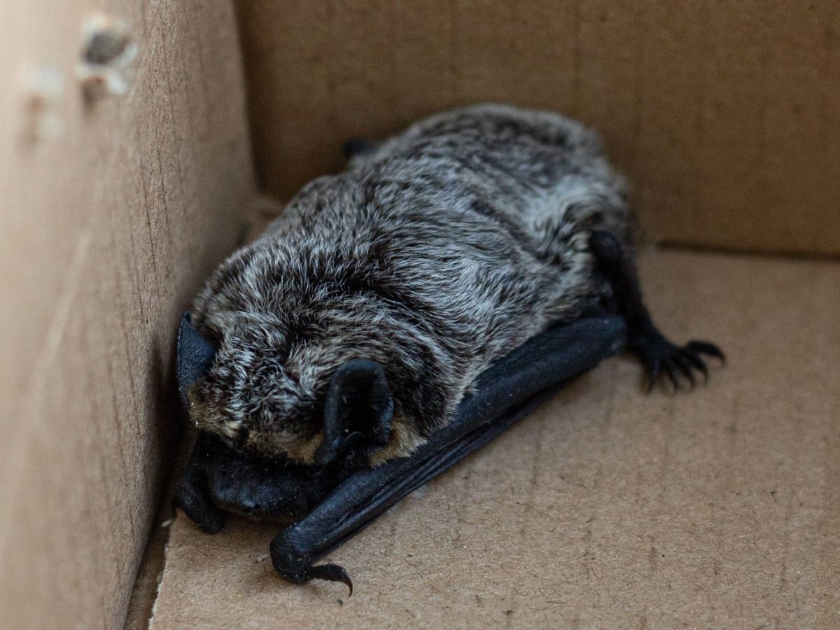 Летучая мышь залетела в корпус «Школы 800» в Верхних Печерах